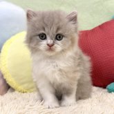ブリティッシュロングヘア