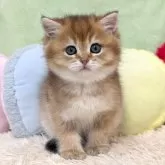 ブリティッシュショートヘア
