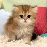 ブリティッシュショートヘア