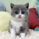 ブリティッシュショートヘア