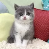 ブリティッシュショートヘア