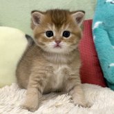 ブリティッシュショートヘア