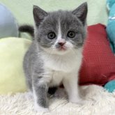 ブリティッシュショートヘア