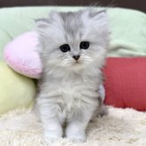 ブリティッシュロングヘア