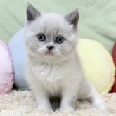 ブリティッシュショートヘア