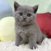 ブリティッシュショートヘア
