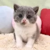 ブリティッシュショートヘア