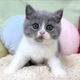ブリティッシュショートヘア
