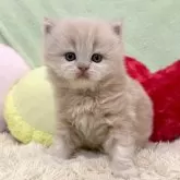 ブリティッシュロングヘア