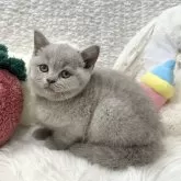 ブリティッシュショートヘア
