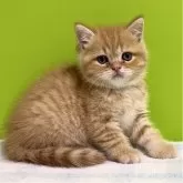 ブリティッシュショートヘア