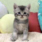 ブリティッシュショートヘア