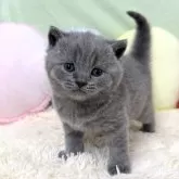 ブリティッシュショートヘア