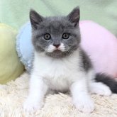 ブリティッシュショートヘア