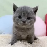 ブリティッシュショートヘア