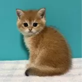 ブリティッシュショートヘア