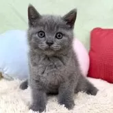 ブリティッシュショートヘア