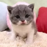 ブリティッシュショートヘア