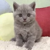 ブリティッシュショートヘア