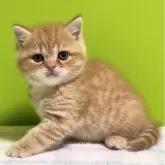ブリティッシュショートヘア