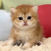 ブリティッシュショートヘア