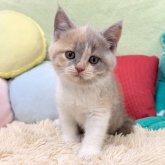 ブリティッシュショートヘア
