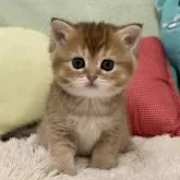 ブリティッシュショートヘア