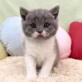 ブリティッシュショートヘア
