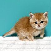 ブリティッシュショートヘア