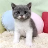 ブリティッシュショートヘア