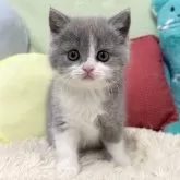 ブリティッシュショートヘア