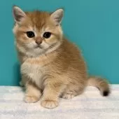 ブリティッシュショートヘア
