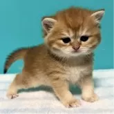 ブリティッシュショートヘア