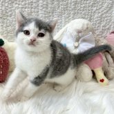 ブリティッシュショートヘア