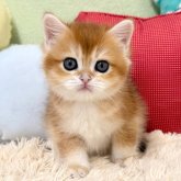 ブリティッシュショートヘア