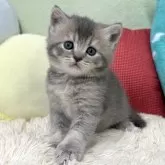 ブリティッシュショートヘア