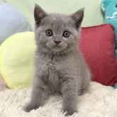 ブリティッシュショートヘア