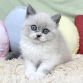 ブリティッシュショートヘア