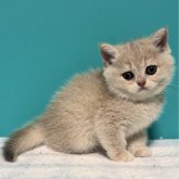 ブリティッシュショートヘア