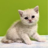 ブリティッシュショートヘア