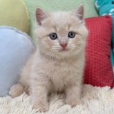 ブリティッシュショートヘア
