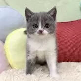 ブリティッシュショートヘア