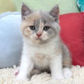 ブリティッシュショートヘア