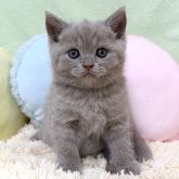 ブリティッシュショートヘア