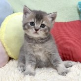ブリティッシュショートヘア