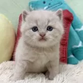 ブリティッシュショートヘア