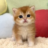 ブリティッシュショートヘア