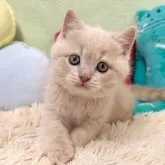 ブリティッシュショートヘア