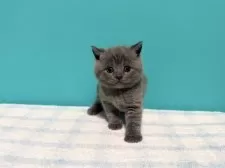 ブリティッシュショートヘア【大阪府・男の子・2025年2月10日・ブルー】の写真2
