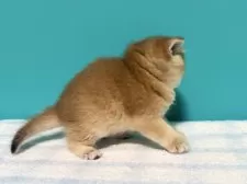 ブリティッシュショートヘア【大阪府・男の子・2025年7月27日・ブラックゴールデンシェーテッド】の写真12